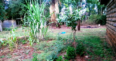 3/4 Acre Runda Plot with Garden