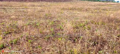 1.6 Acre in Ampiva at 4.2m Ready Title Deed. - Image 6
