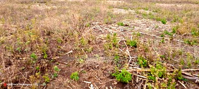 1.6 Acre in Ampiva at 4.2m Ready Title Deed. - Image 4