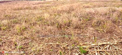 1.6 Acre in Ampiva at 4.2m Ready Title Deed. - Image 7