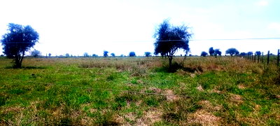 Vacant 1/8 Acre Plots For Sale In Isinya - Image 4
