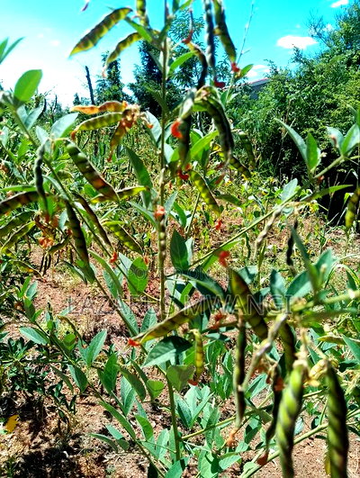 Half Acre Within Mathingira Township Sagana Makutano - Image 8