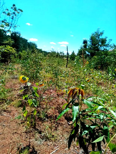 Half Acre Within Mathingira Township Sagana Makutano - Image 9