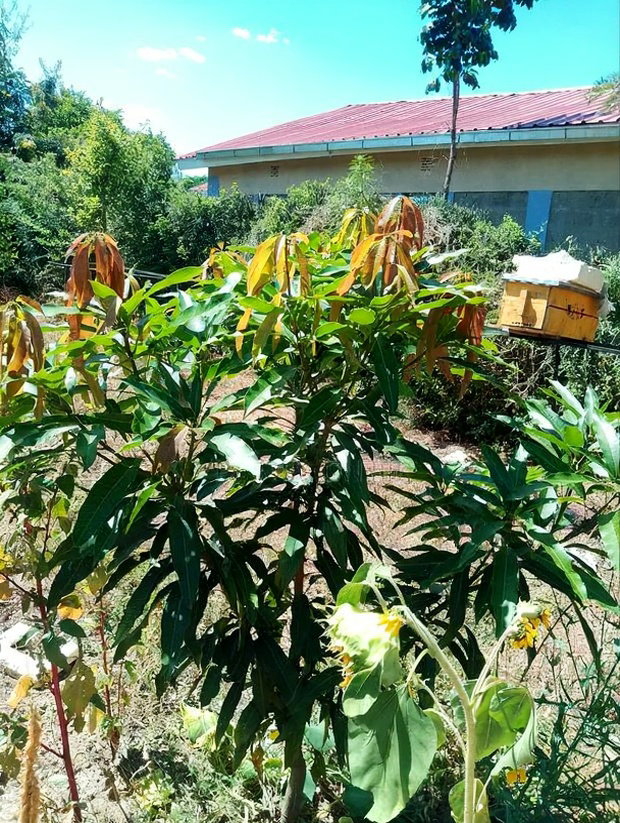 Half Acre Within Mathingira Township Sagana Makutano