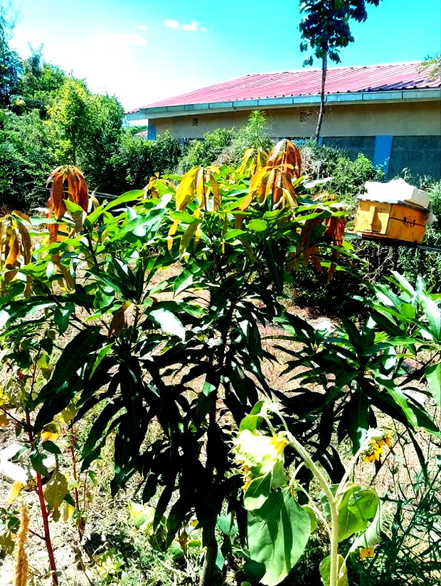 Half Acre Within Mathingira Township Sagana Makutano