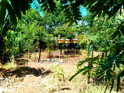 Half Acre Within Mathingira Township Sagana Makutano - Image 13