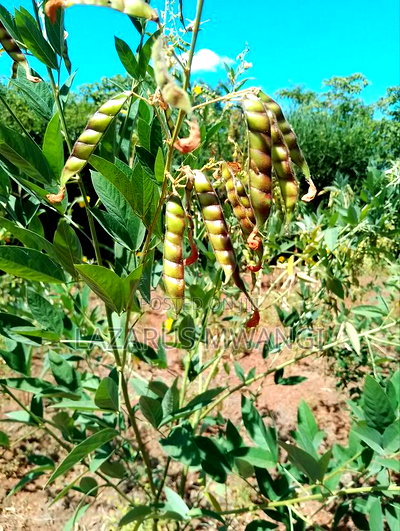 Half Acre Within Mathingira Township Sagana Makutano - Image 7
