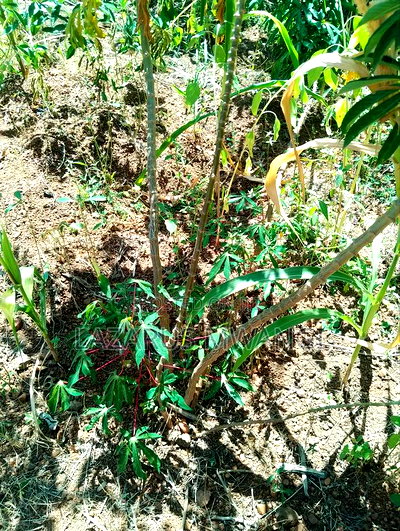 Half Acre Within Mathingira Township Sagana Makutano - Image 4