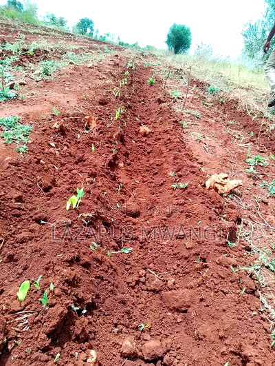 2 Acre for Sale at Muthiru Embu County - Image 7