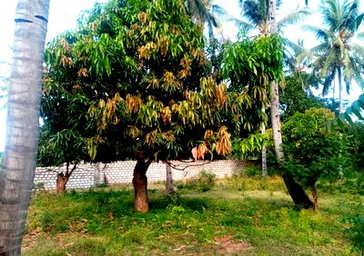 1-Acre Pet Friendly Plot in Gede