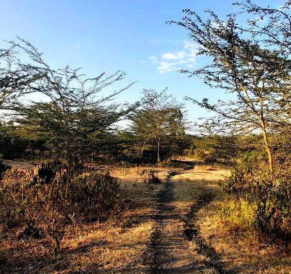 6.5-Acre Land in Laikipia Central