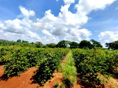 546acres Coffee Farm on Sale at Ruiru Kiambu at 20M Per Acre - Image 6