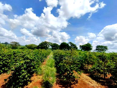 546acres Coffee Farm on Sale at Ruiru Kiambu at 20M Per Acre - Image 5
