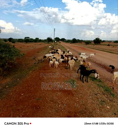 21 Acres of Land in Risa Area. - Image 9
