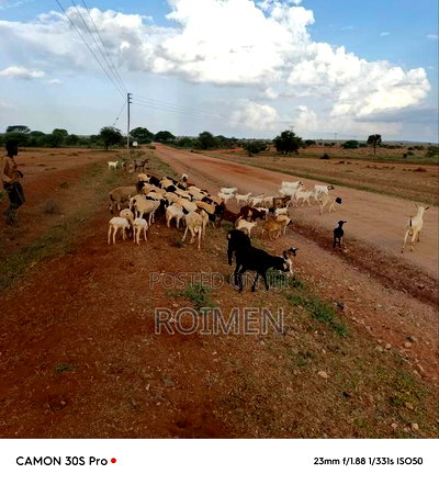 21 Acres of Land in Risa Area. - Image 7