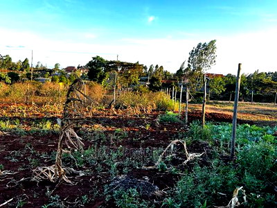 Prime Residential Plot (100 by 100 Fts) in Kikuyu ,Gikambura - Image 13