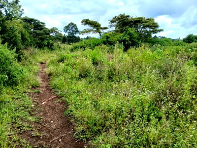 Near Half Acre (0.150ha) Redsoil in Upper Matasia, Kaurrai - Image 2