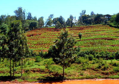 2-Acre Garden Plot in Machakos Town