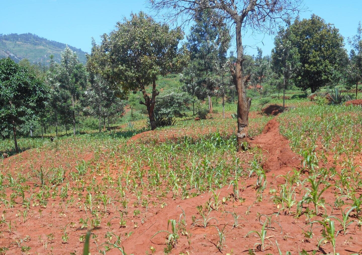 2-Acre Garden Plot in Machakos Town
