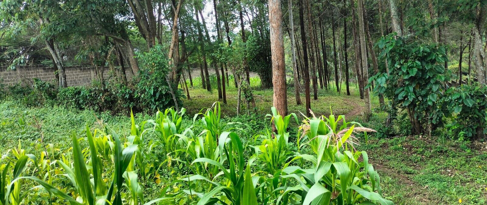 2.5-Acre Land for KSh 50M
