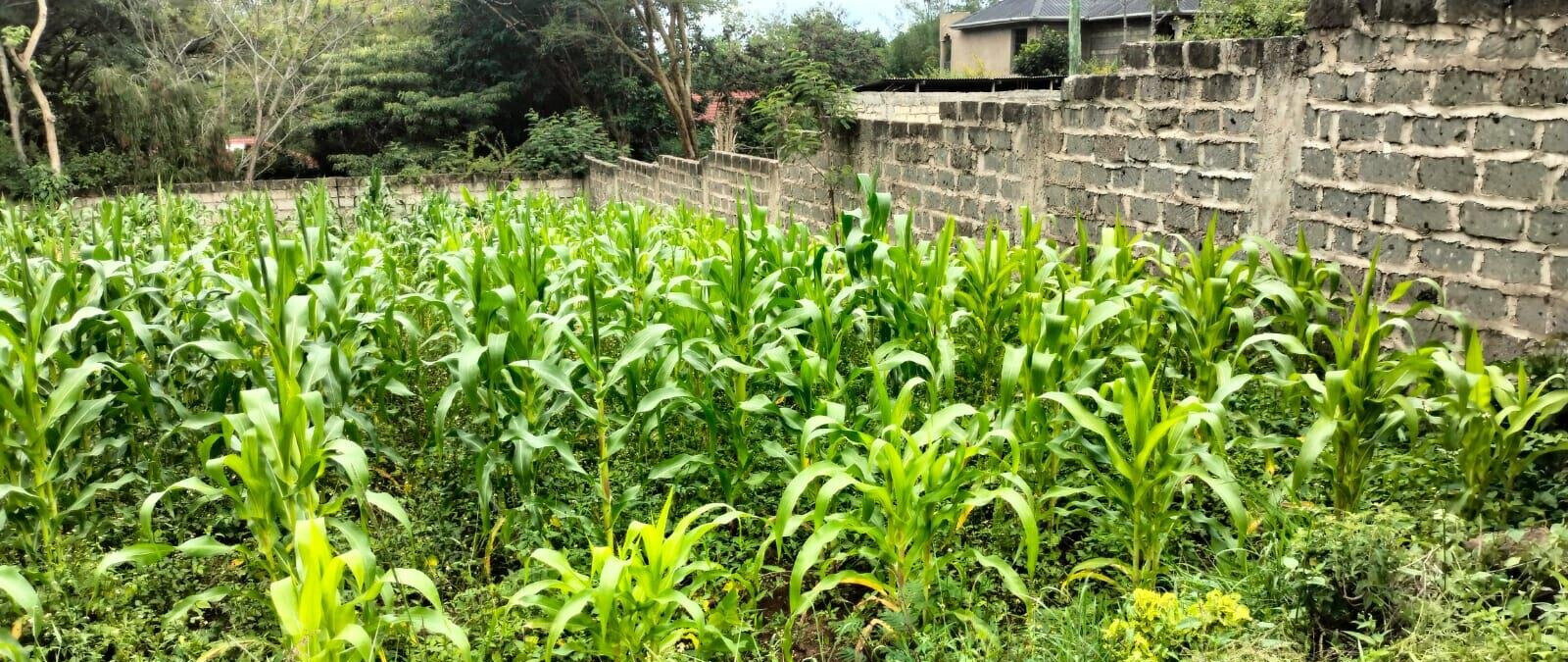 2.5-Acre Land for KSh 50M