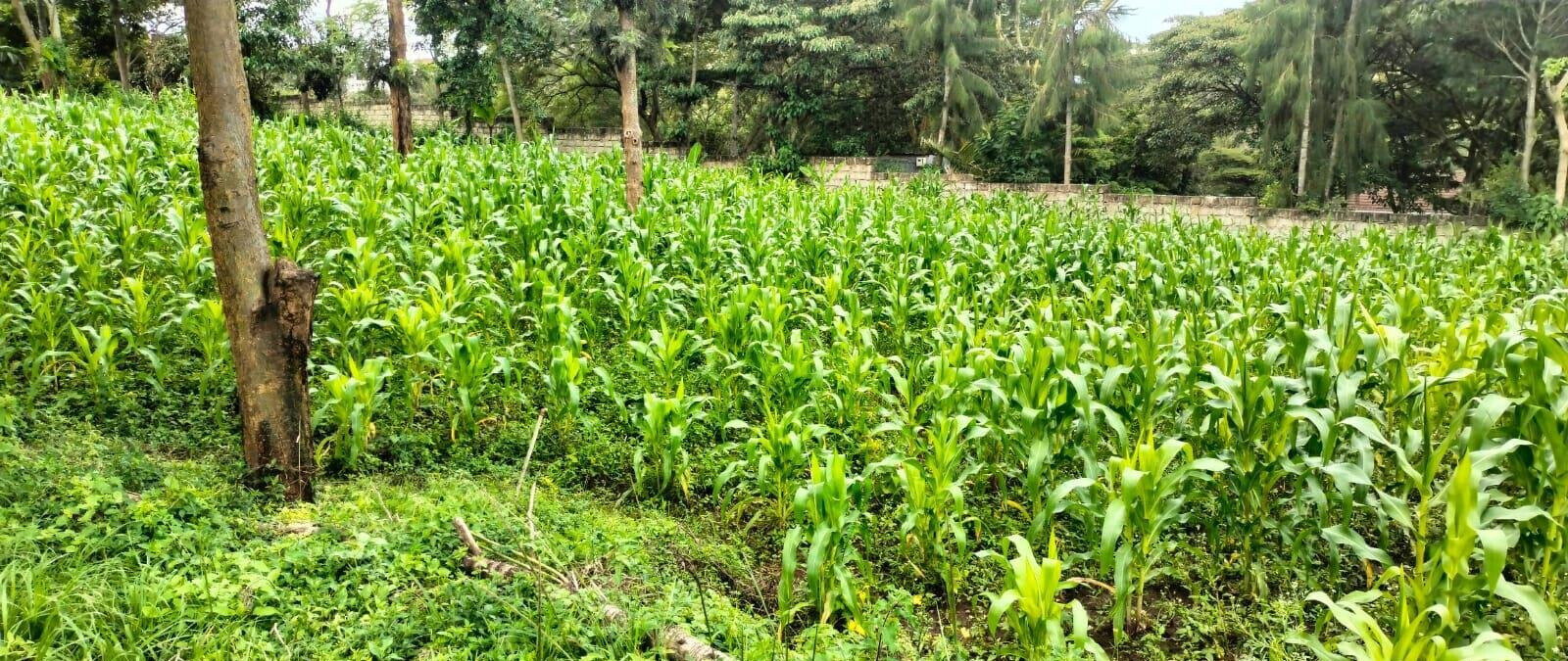 2.5-Acre Land for KSh 50M
