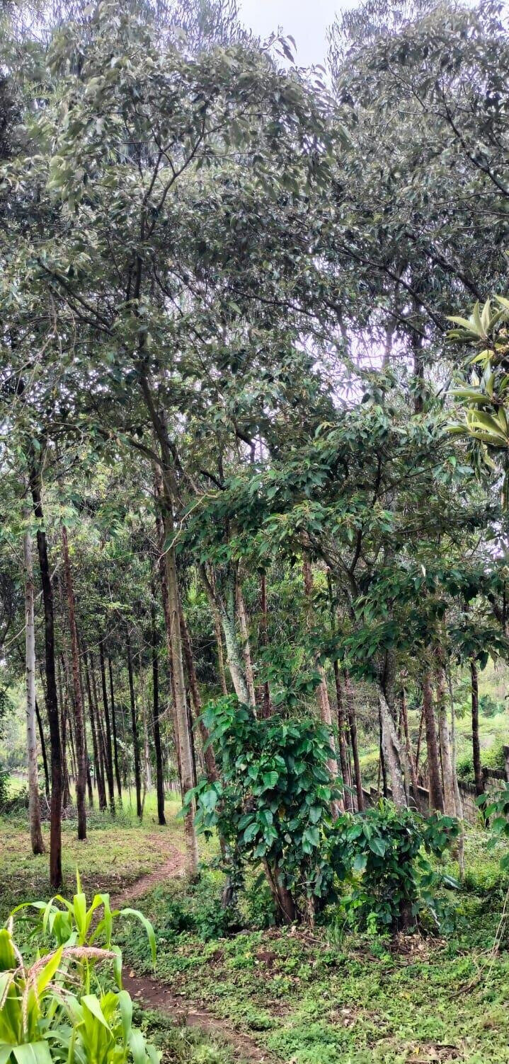 2.5-Acre Land for KSh 50M