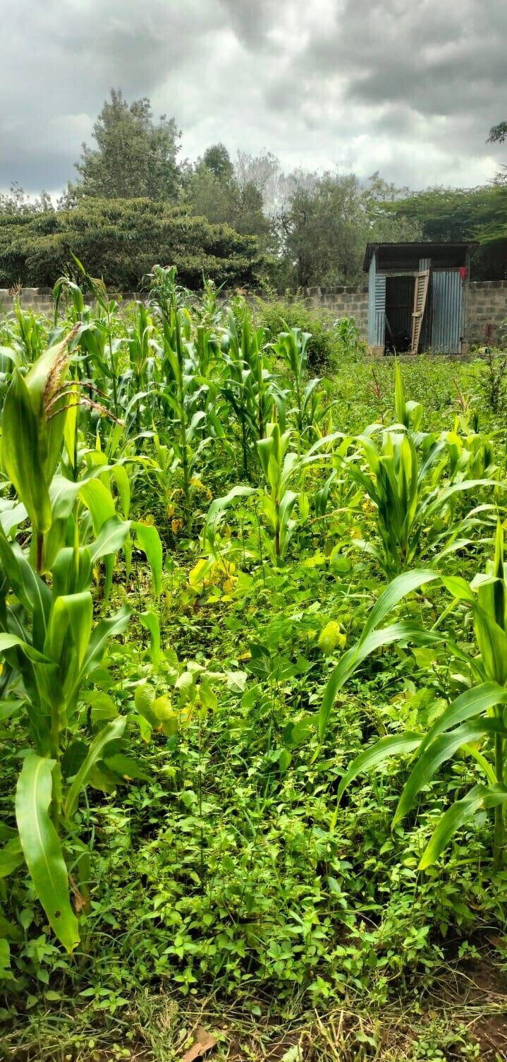 2.5-Acre Land for KSh 50M