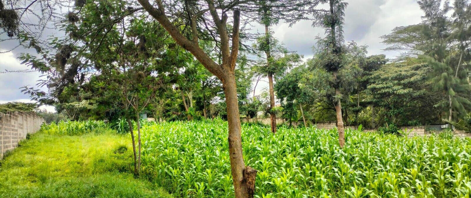 2.5-Acre Land for KSh 50M