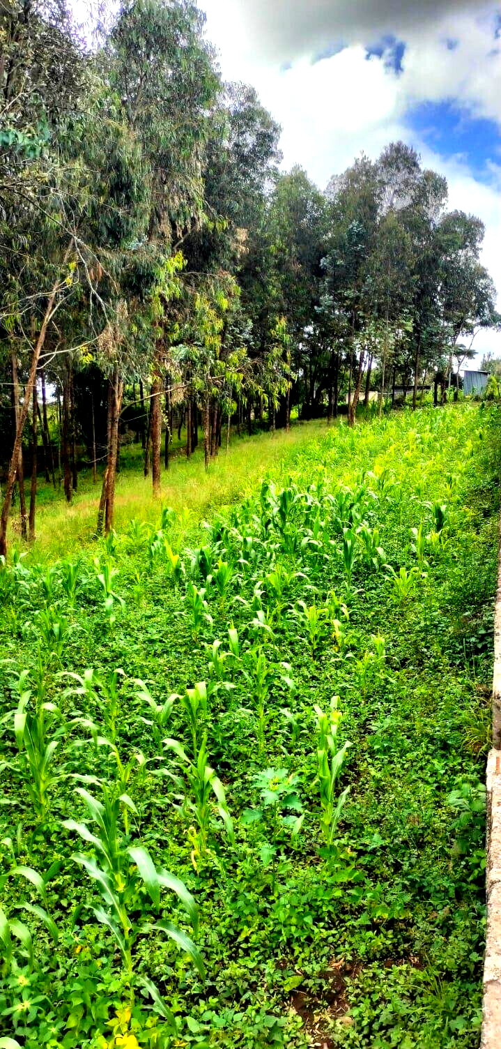 2.5-Acre Land for KSh 50M