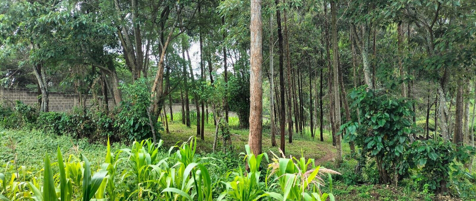 2.5-Acre Land for KSh 50M