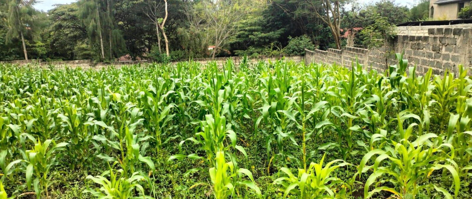 2.5-Acre Land for KSh 50M