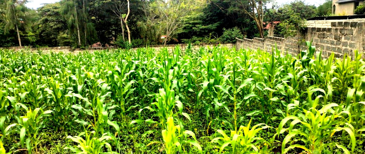 2.5-Acre Land for KSh 50M