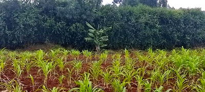 Prime Residential Plot for Sale in Kikuyu, Ondiri, Skyline - Image 10