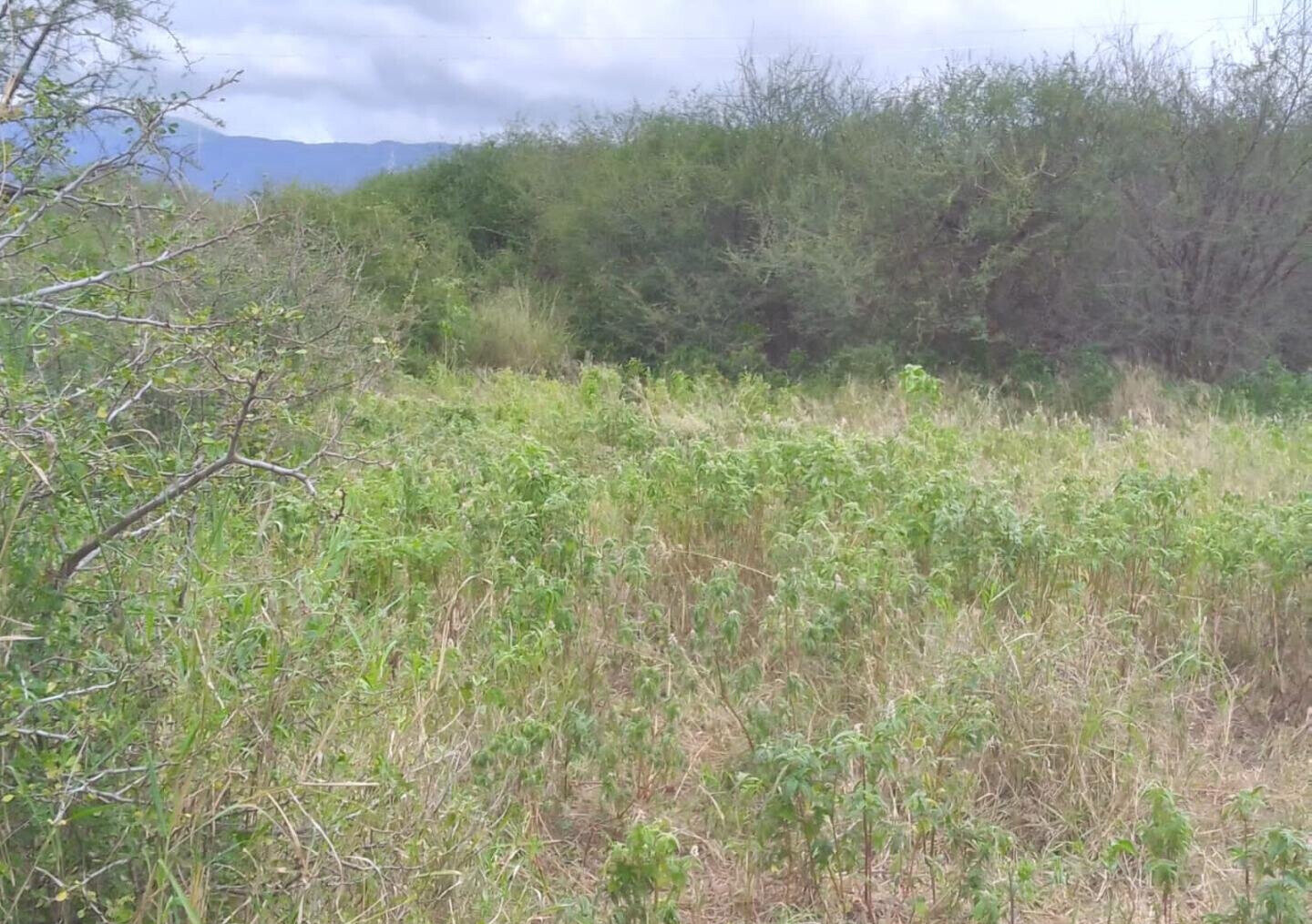 5-Acre Plot at KSh 1.5M Per Acre