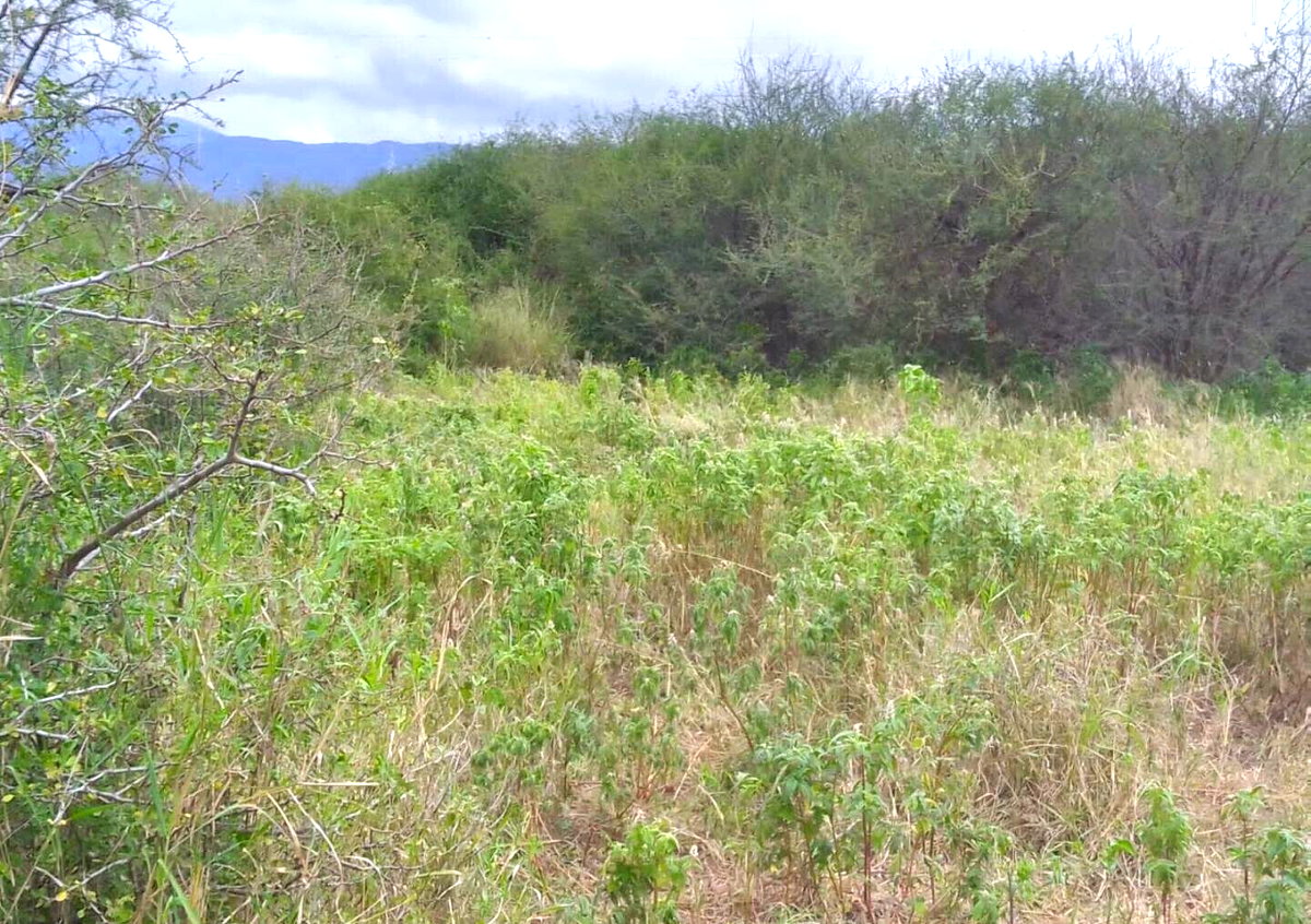 5-Acre Plot at KSh 1.5M Per Acre