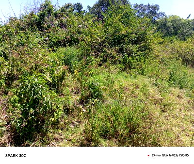 Land for Sale - Image 9