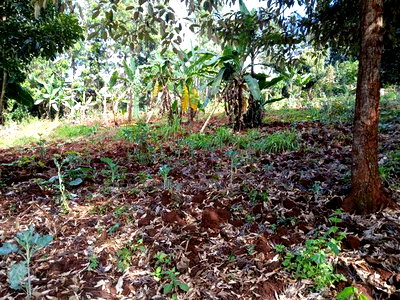 Prime Redsoil Quarter Acre Plot in Kahara, Ngong - Image 4