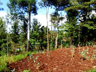 Prime Redsoil Quarter Acre Plot in Kahara, Ngong - Image 1