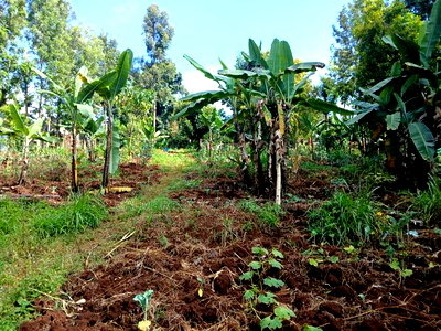 Prime Redsoil Quarter Acre Plot in Kahara, Ngong - Image 2