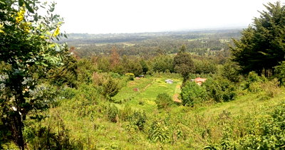 4-Acre Land with Forest Border