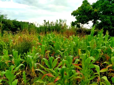 Residential Eighth Acre Plot in Ongata Rongai, Kandisi - Image 3