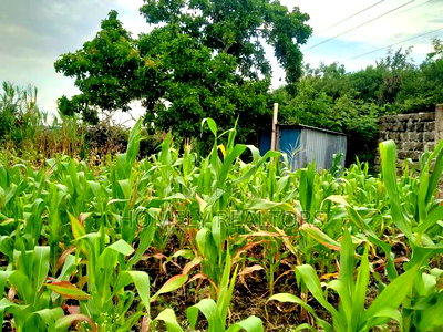 Residential Eighth Acre Plot in Ongata Rongai, Kandisi - Image 2