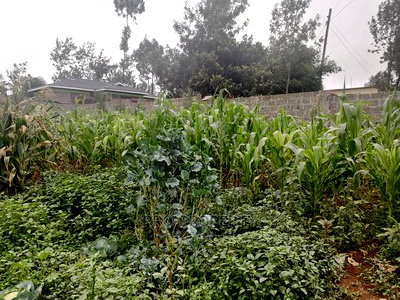 Plot in Kikuyu, Gikambura. - Image 13