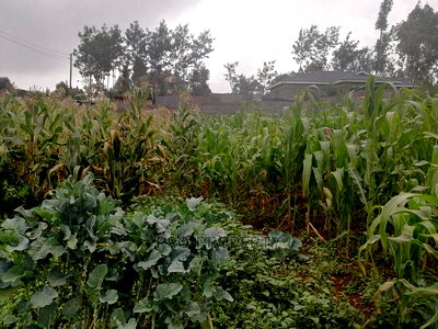 Plot in Kikuyu, Gikambura. - Image 6