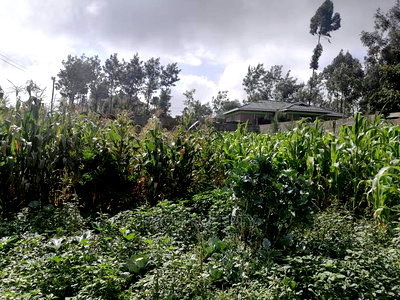 Plot in Kikuyu, Gikambura. - Image 10