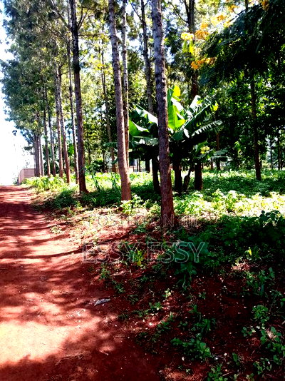 Ruiru Mugutha 100 by 100 - Image 1