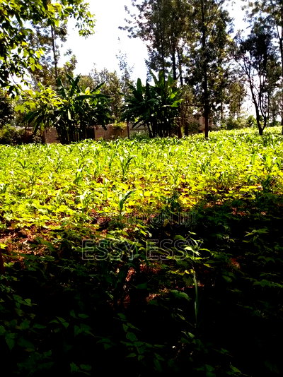 Ruiru Mugutha 100 by 100 - Image 3