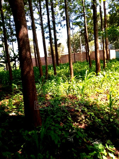 Ruiru Mugutha 100 by 100 - Image 2