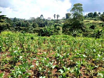 Distress Sale! Prime Half Acre in Kahara, Ngong - Image 1